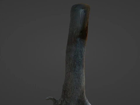 Tree Trunk 3D Model