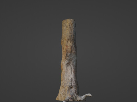 Tree Trunk 3D Модель