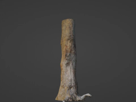 Tree Trunk 3D Model