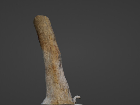Tree Trunk 3D Модель