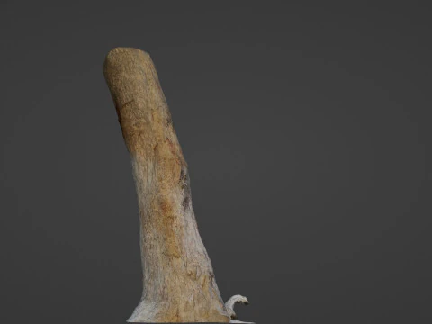 Tree Trunk 3D Model