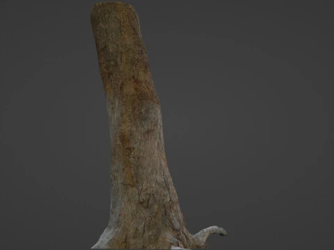 Tree Trunk 3D Model