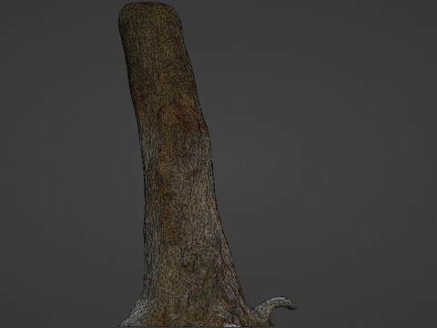 Tree Trunk 3D Модель
