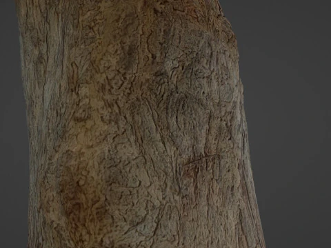 Tree Trunk 3D Model