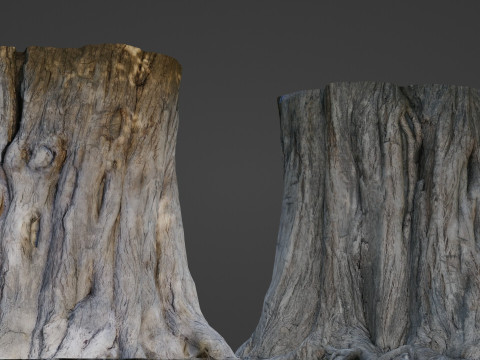 Trunk Aged Model 3D