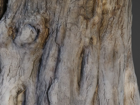 Trunk Aged 3D Model