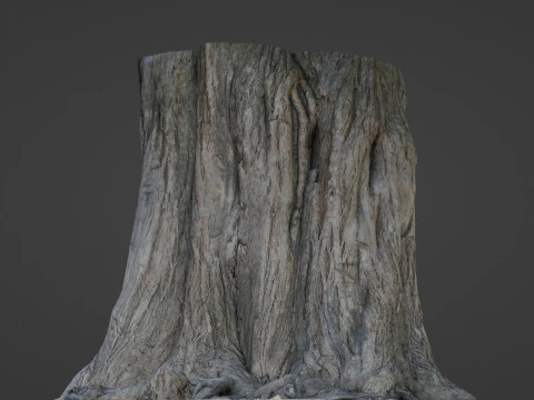 Trunk Aged 3D Model