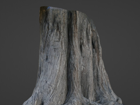 Trunk Aged 3D Model