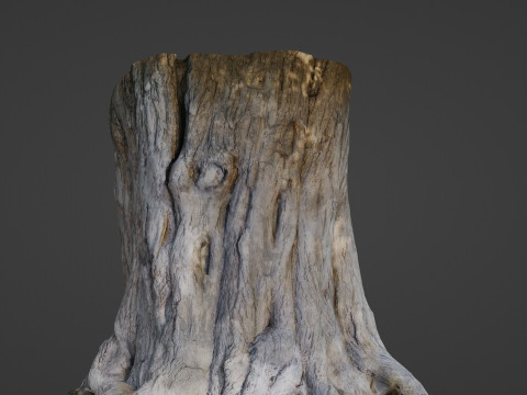 Trunk Aged 3D Model