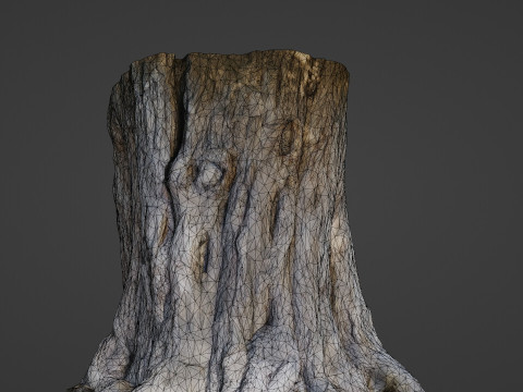 Trunk Aged 3D Model