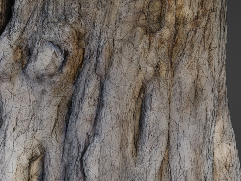Trunk Aged 3D Model