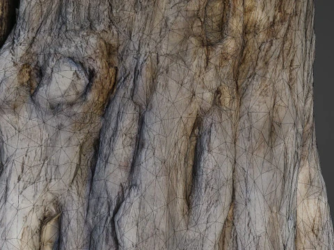 Trunk Aged 3D Model