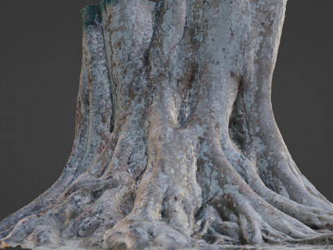 Big Tree Trunk 3D Model