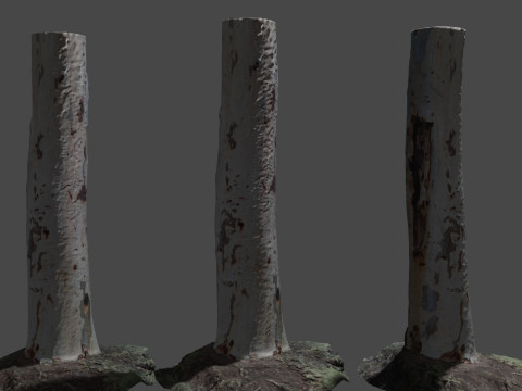 Birch tree 3D Модель