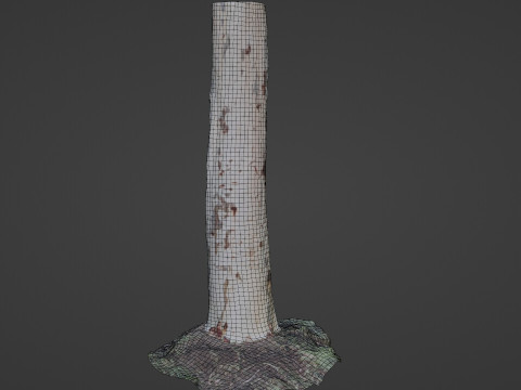 Birch tree 3D Model