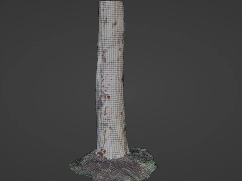 Birch tree 3D Model