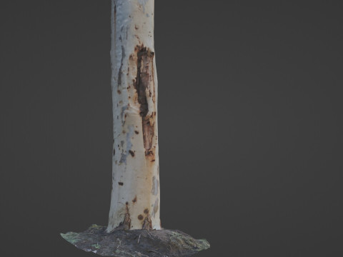 Birch tree 3D Model