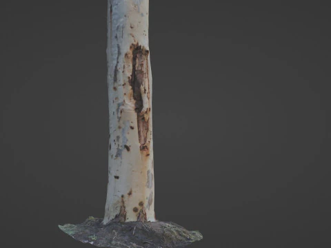 Birch tree 3D Model