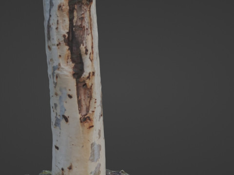 Birch tree 3D Model