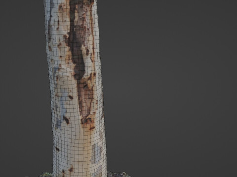 Birch tree 3D Model