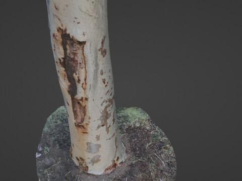 Birch tree 3D Model
