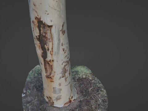 Birch tree 3D Model