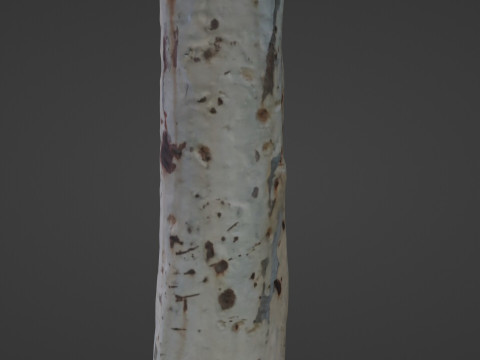Birch tree 3D Model