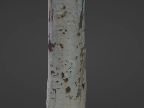 Birch tree 3D Model