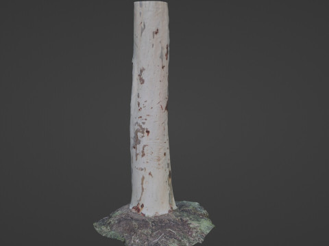 Birch tree 3D Model