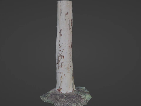 Birch tree 3D Model