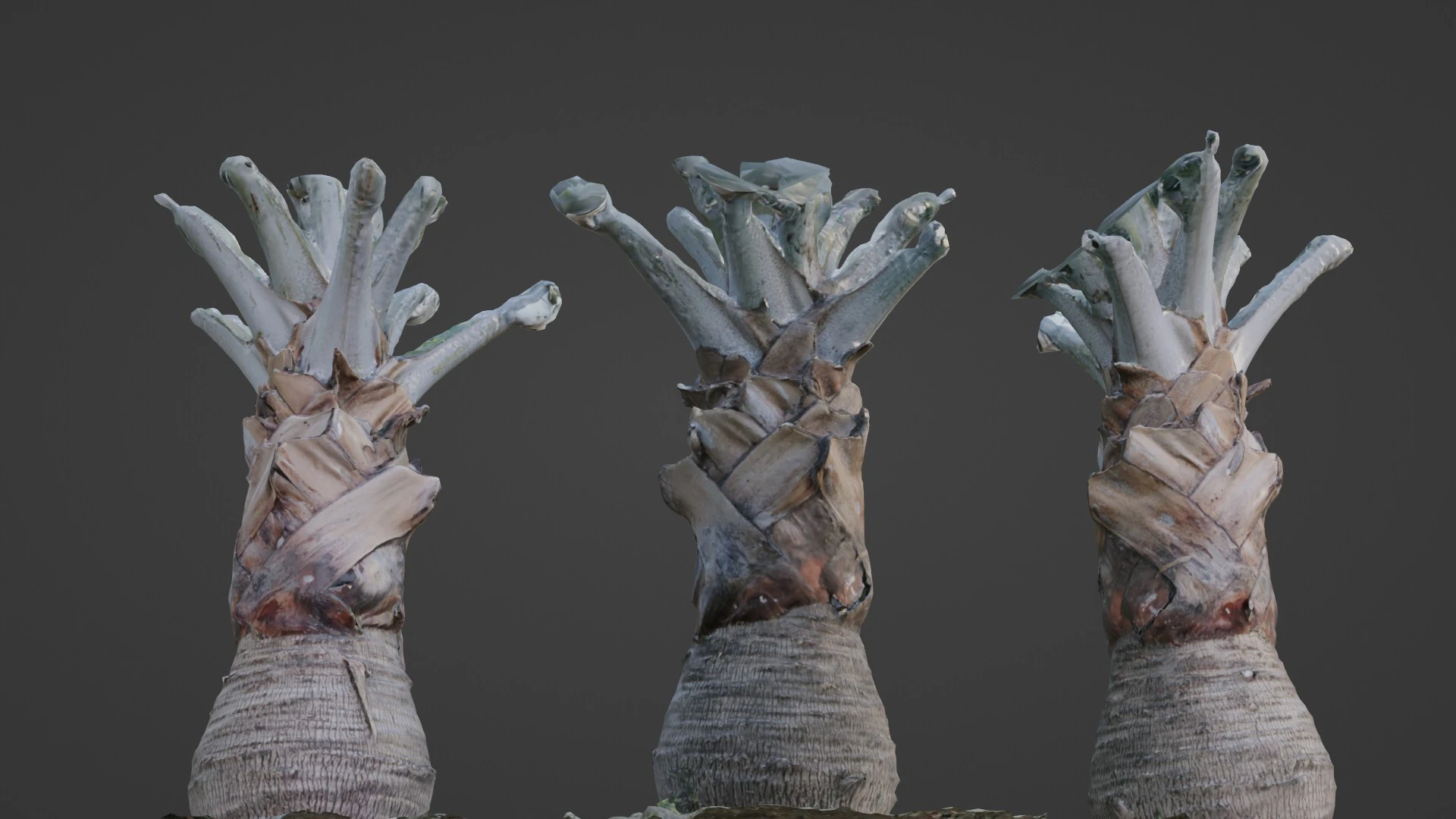 Bismark Palm 3D Model .c4d .max .obj .3ds .fbx .stl .blend