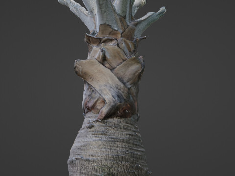 Bismark Palm 3D Model