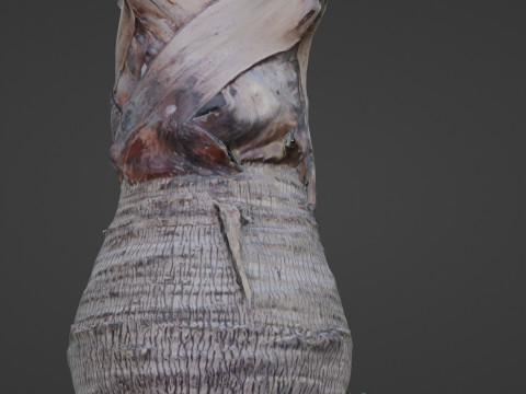 Bismark Palm 3D Model