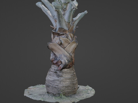 Bismark Palm 3D Model