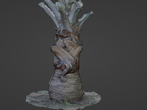 Bismark Palm 3D Model