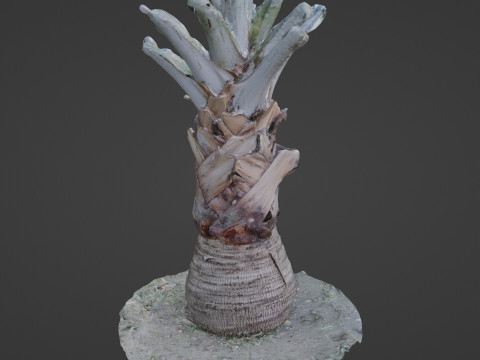 Bismark Palm 3D Model