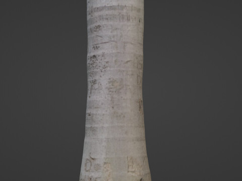 Cocunut treee Modèle 3D