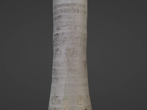 Albero di cocco Modello 3D