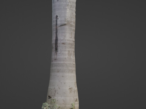 Cocunut treee Modèle 3D