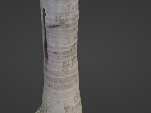 Cocunut treee Modèle 3D