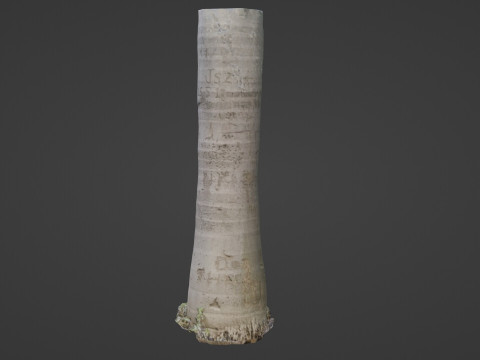 Cocunut treee Modèle 3D