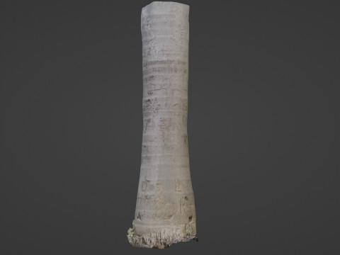 Cocunut treee Modèle 3D