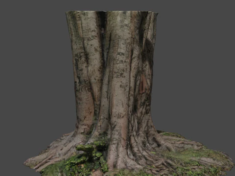 Tree 3D Model