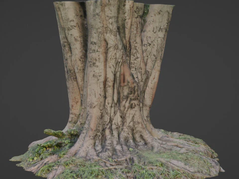 Tree 3D Model