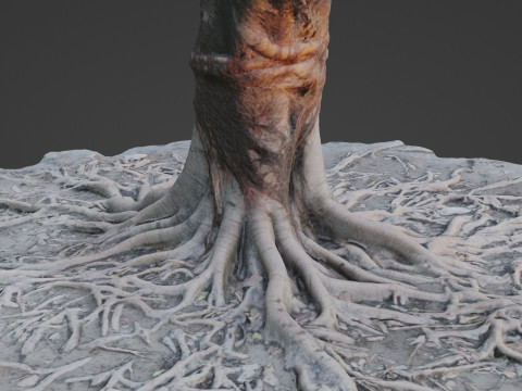 Gaint Roots Tree Model 3D