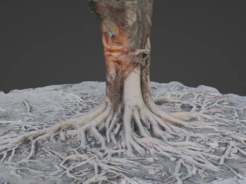 Gaint Roots Tree 3D Model