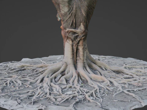 Gaint Roots Tree 3D Model
