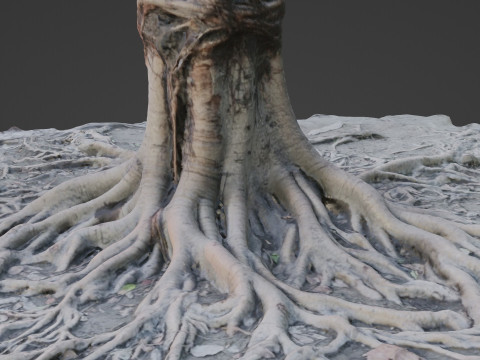 Gaint Roots Tree Model 3D