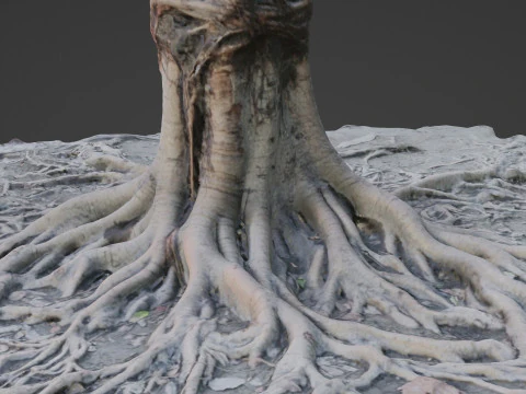 Gaint Roots Tree 3D Model