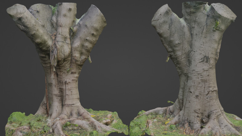Jungel tree 3D Модель .c4d .max .obj .3ds .fbx .stl .blend